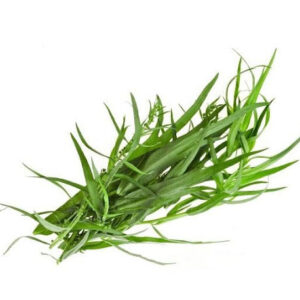 Hierbas Aromaticas